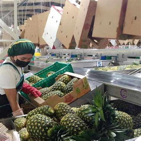 dole pineapple plantation philippines|Dole unit starts operating P306.